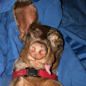 Meet your Posher, Peggy